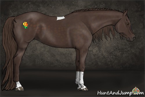 Horse Color:Liver Chestnut Tobiano
