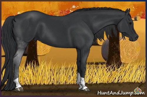 Horse Color:Black Sabino Tobiano