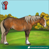Horse Color:Chocolate Palomino 