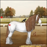 Horse Color:White Spotted Red Dun 
