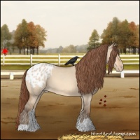 Horse Color:Amber Champagne Roan Dun Appaloosa 
