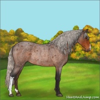 Horse Color:Silver Buckskin Roan Rabicano 