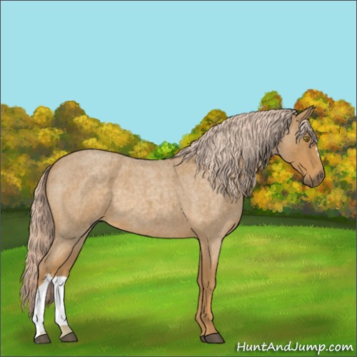 Horse Color:Palomino Roan 