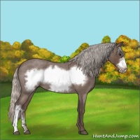 Horse Color:Silver Blue Roan Frame 