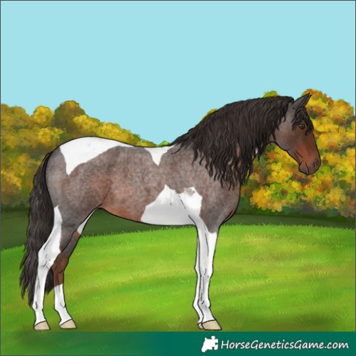 Horse Color:Liver Red Roan Tobiano