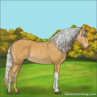 Horse Color:Watercolor Silver Brown