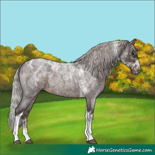 Horse Color:Silver Brown Roan Tobiano