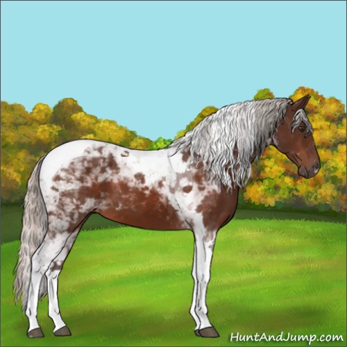 Horse Color:Silver Brown Tobiano 
