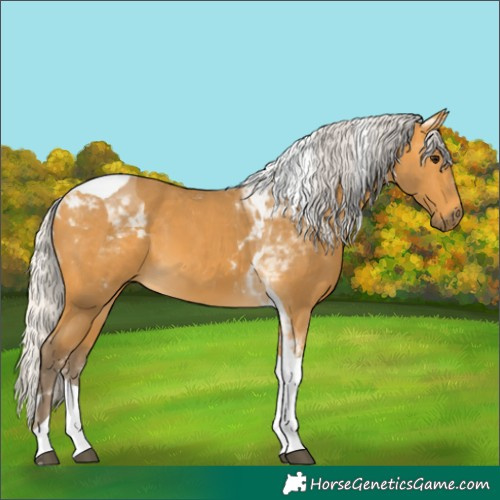 Horse Color:Silver Buckskin Tobiano 