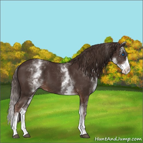 Horse Color:White Spotted Liver Chestnut Splash