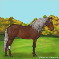 Horse Color:Silver Brown 
