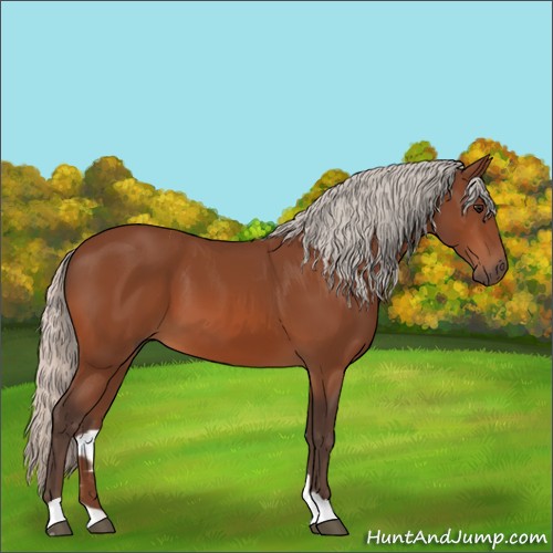 Horse Color:Silver Bay 