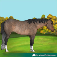 Horse Color:Brown Dun Rabicano 