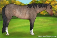 Horse Color:Brown Dun Rabicano 