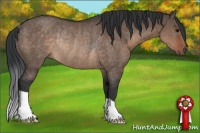 Horse Color:Brown Dun Rabicano 