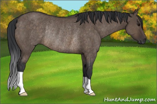 Horse Color:Brown Dun Rabicano