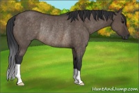 Horse Color:Brown Dun Rabicano 