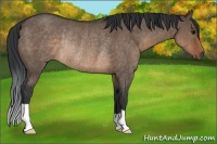 Horse Color:Brown Dun Rabicano 