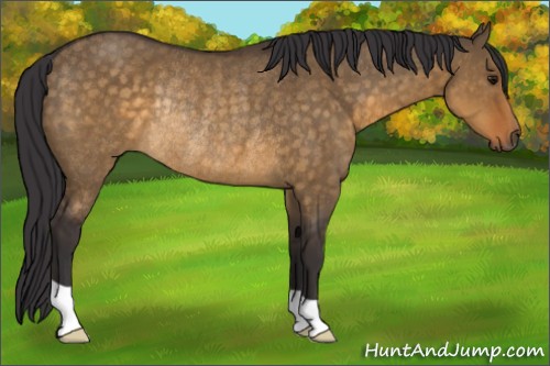 Horse Color:Buckskin Dun Rabicano 