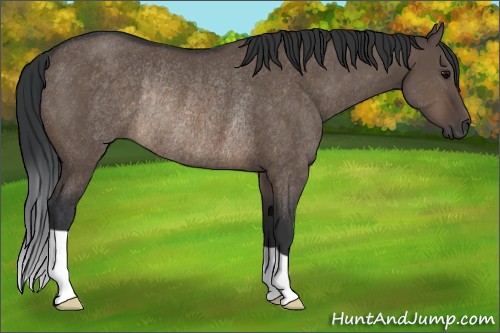 Horse Color:Brown Dun Rabicano 