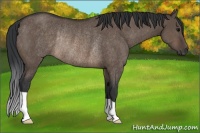 Horse Color:Brown Dun Rabicano 
