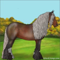 Horse Color:Silver Brown Rabicano 