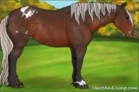 Horse Color:Silver Brown Appaloosa Rabicano
