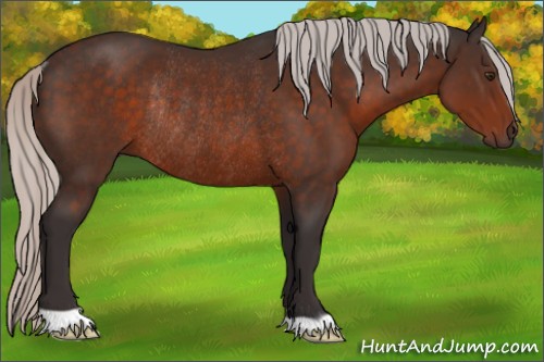 Horse Color:Silver Brown Rabicano 