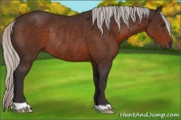 Horse Color:Silver Brown Rabicano 