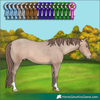 Horse Color:Sable Champagne Appaloosa 
