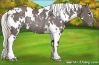 Horse Color:White Spotted Silver Black Appaloosa Rabicano