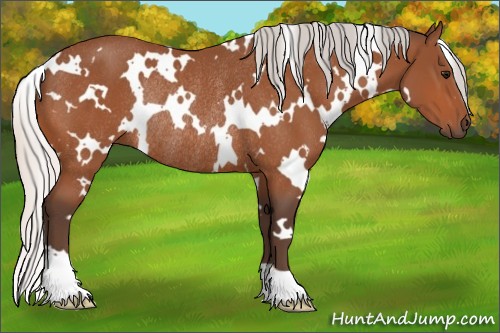 Horse Color:White Spotted Silver Bay Rabicano