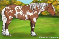 Horse Color:White Spotted Silver Bay Rabicano 