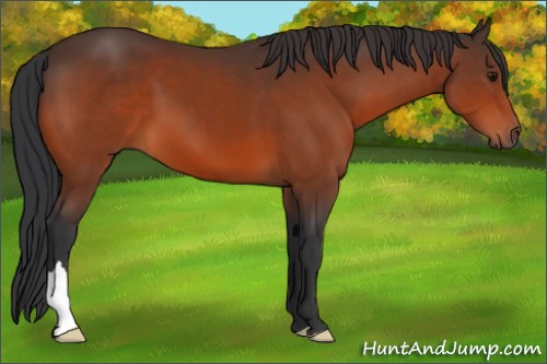 Horse Color:Bay 