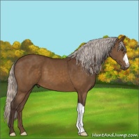 Horse Color:Silver Buckskin 