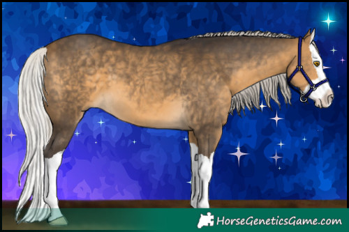 Horse Color:Silver Buckskin Splash