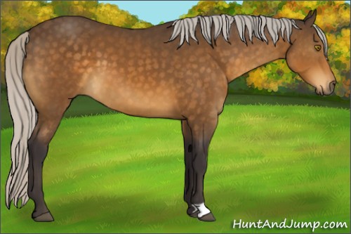 Horse Color:Silver Buckskin 