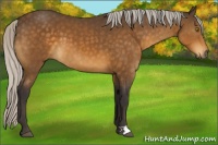 Horse Color:Silver Buckskin 
