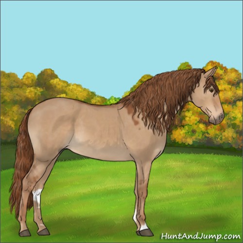 Horse Color:Red Dun 