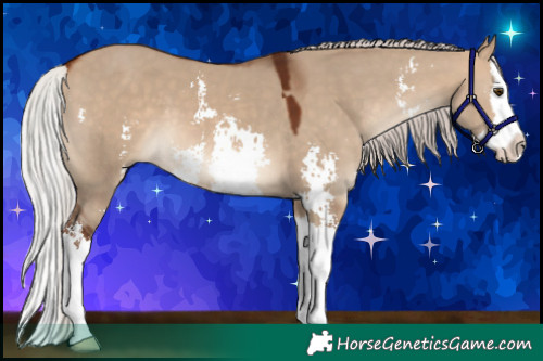 Horse Color:Silver Bay Dun Sabino Splash 