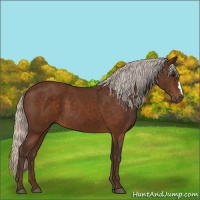 Horse Color:Silver Buckskin 