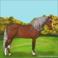 Horse Color:Silver Bay Sabino