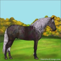 Horse Color:Watercolor Midnight Silver Bay 