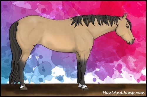 Horse Color:Buckskin Roan 