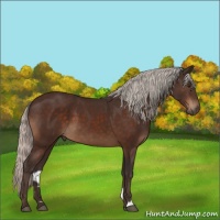 Horse Color:Silver Brown