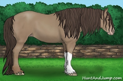 Horse Color:Classic Champagne 