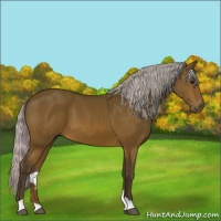Horse Color:Silver Brown 