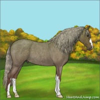 Horse Color:Silver Blue Roan 