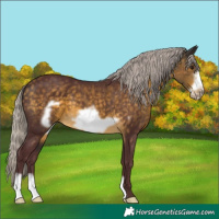 Horse Color:Chocolate Silver Buckskin Frame 