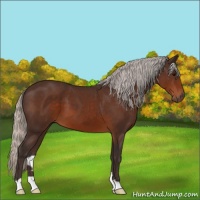 Horse Color:Silver Brown 